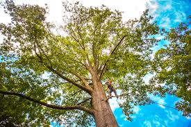 How Our Tree Care Process Works  in  Longview, WA