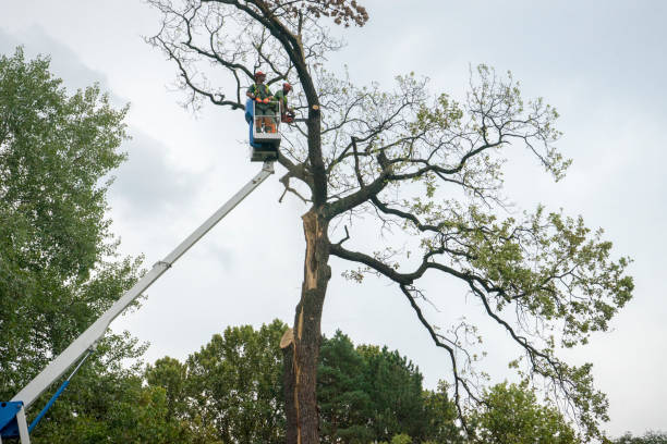 Best Tree Trimming and Pruning  in Longview, WA