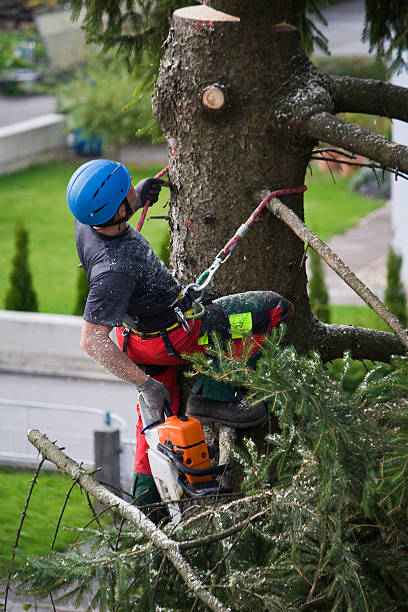 Best Stump Grinding and Removal  in Longview, WA