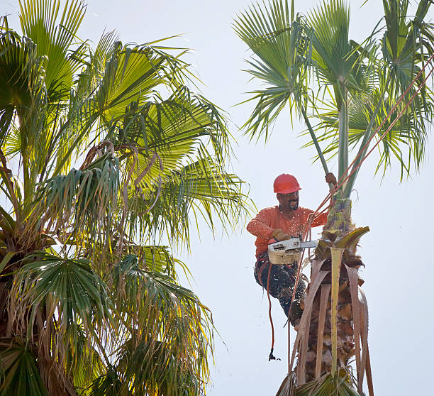 Best Tree Removal  in Longview, WA