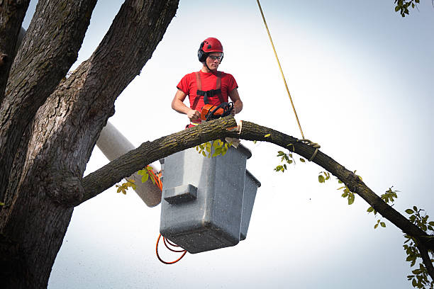 Best Tree Maintenance Programs  in Longview, WA