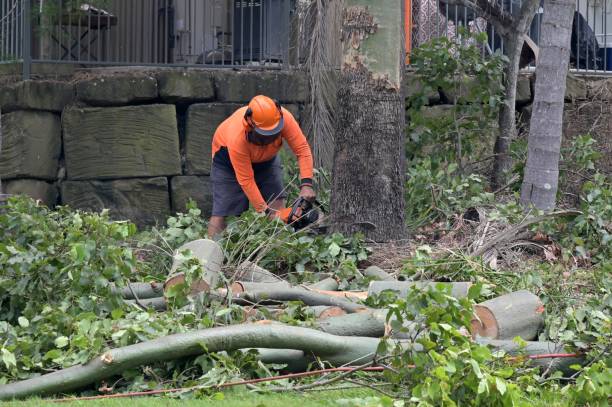 Best Commercial Tree Services  in Longview, WA