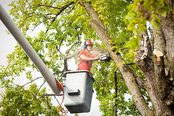 Trusted Longview, WA Tree Care Services Experts